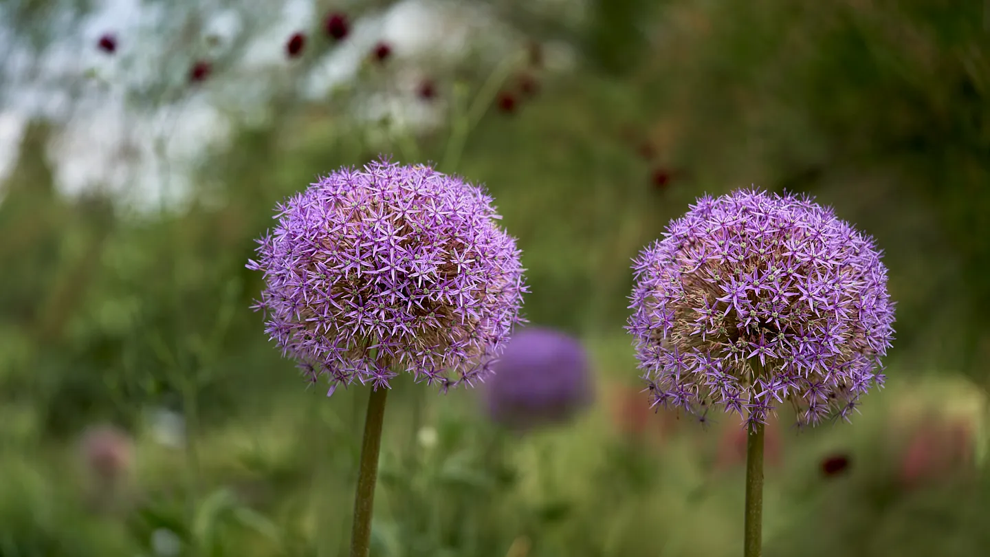 Zwei violette Zierlauchblüten – Symbolbild für Präzision und Symmetrie in der Speicheldrüsenchirurgie im RKM 740 HNO Düsseldorf.