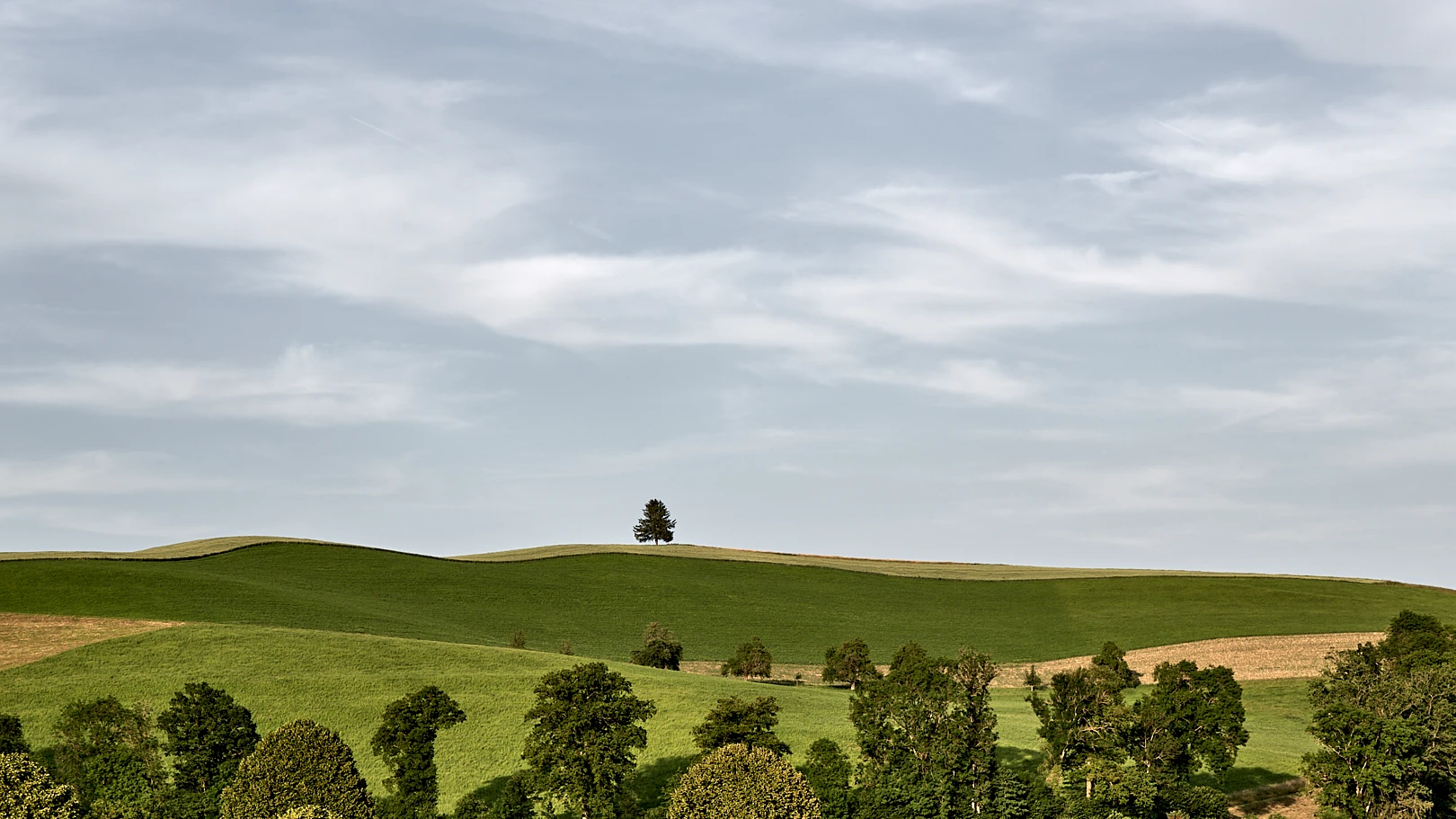 Weite Hügellandschaft mit einzelnem Baum unter hellem Himmel als Symbolbild für die Seite HNO-Chirurgie im RKM 740 HNO Düsseldorf